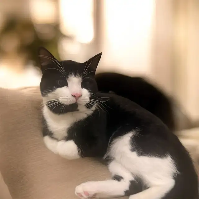 rehoming cats. TXT ONLY plz - Photo 4