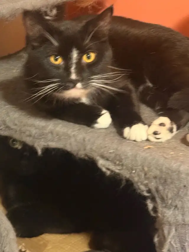 rehoming cats. TXT ONLY plz - Photo 5