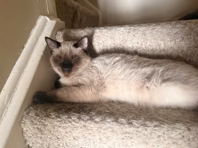 rehoming cats. TXT ONLY plz - Photo 6