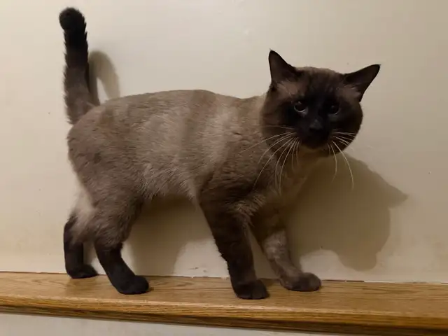 rehoming cats. TXT ONLY plz - Photo 7