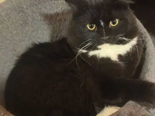 rehoming cats. TXT ONLY plz - Photo 8