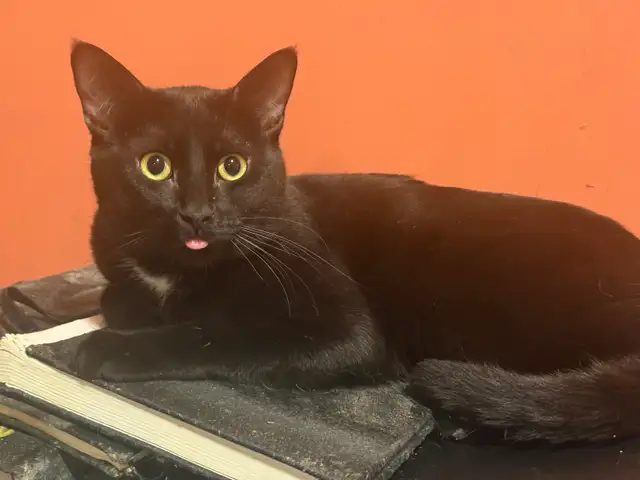 rehoming cats. TXT ONLY plz - Photo 9