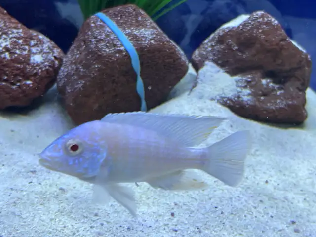 albino kur African cichlid