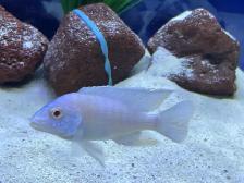 albino kur African cichlid