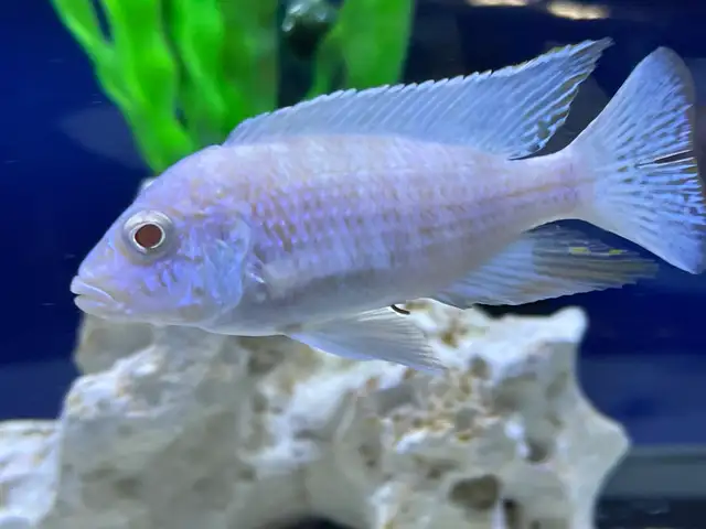 albino kur African cichlid - Photo 2