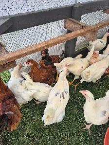 Pullets/Hens