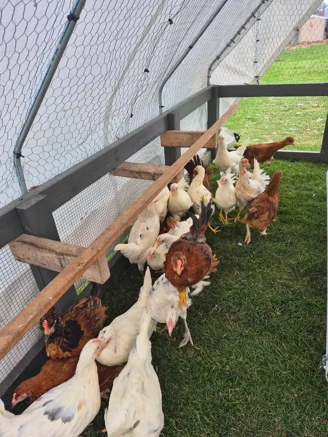 Pullets/Hens - Photo 2