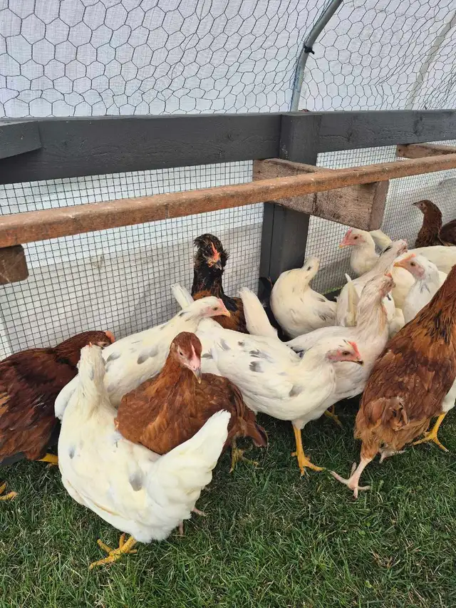 Pullets/Hens - Photo 3