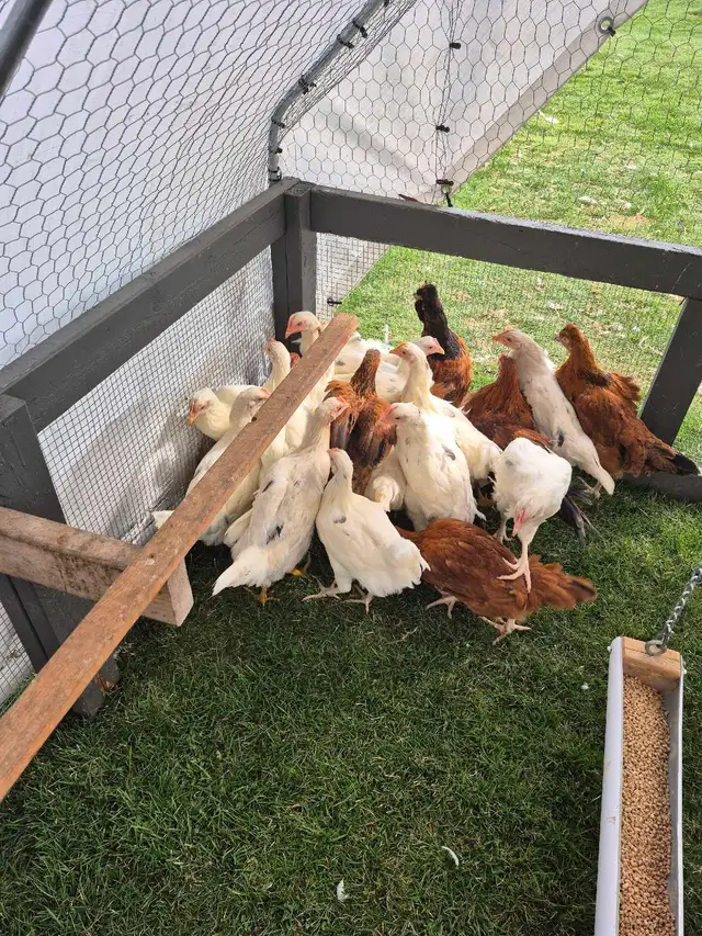 Pullets/Hens - Photo 4