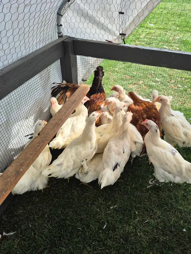 Pullets/Hens - Photo 5