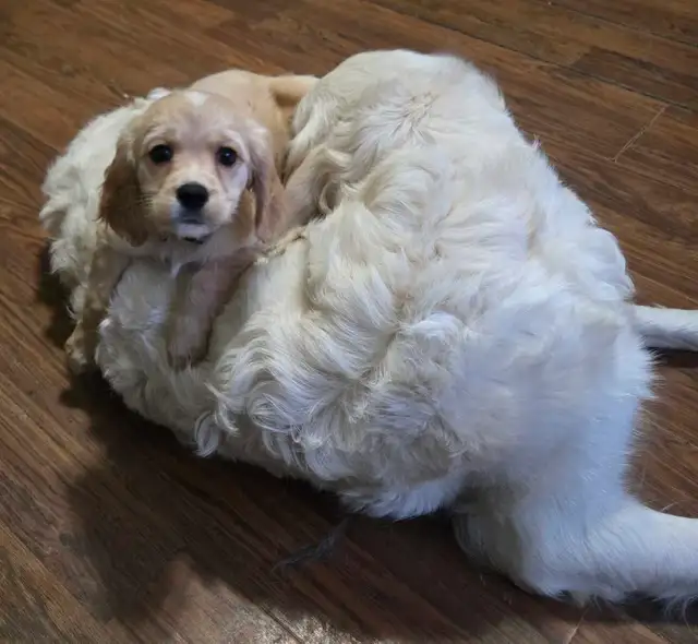 Golden Cavalier - Last Mini Golden! Male