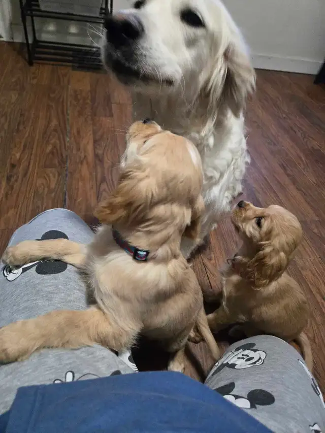 Golden Cavalier - Last Mini Golden! Male - Photo 2