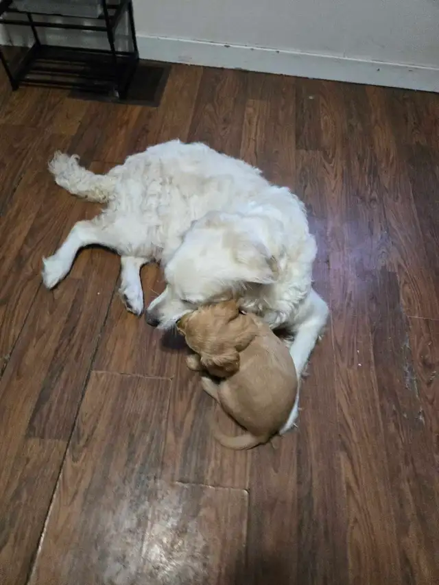 Golden Cavalier - Last Mini Golden! Male - Photo 3