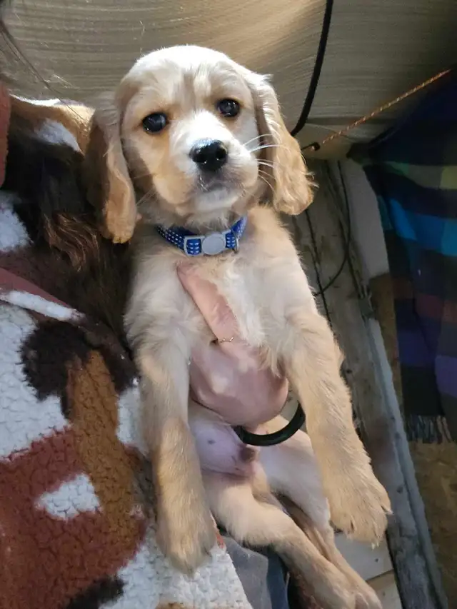 Golden Cavalier - Last Mini Golden! Male - Photo 4