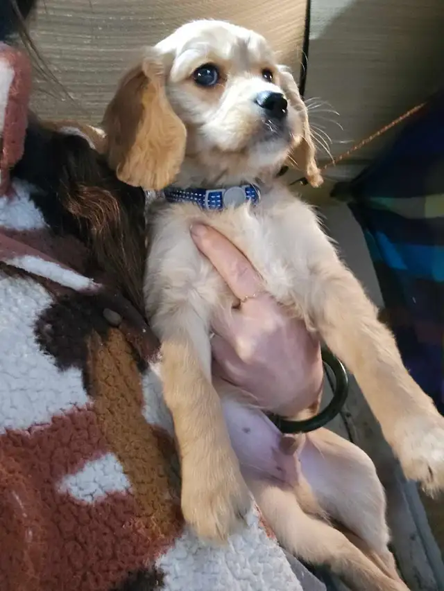 Golden Cavalier - Last Mini Golden! Male - Photo 5