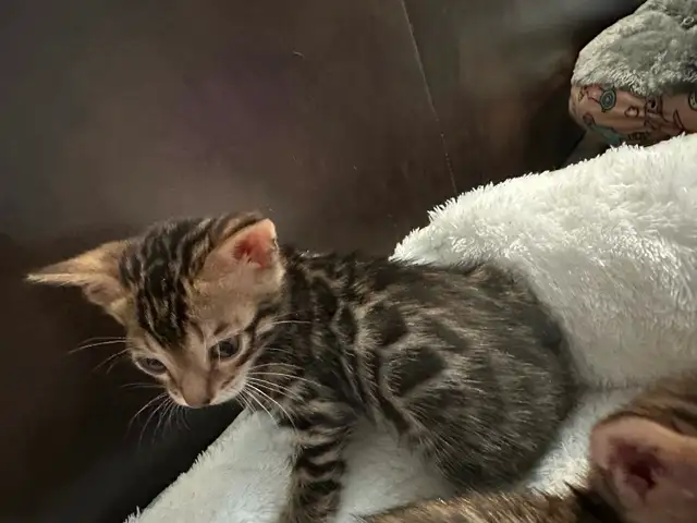 1 bb bengal mâle - Photo 3