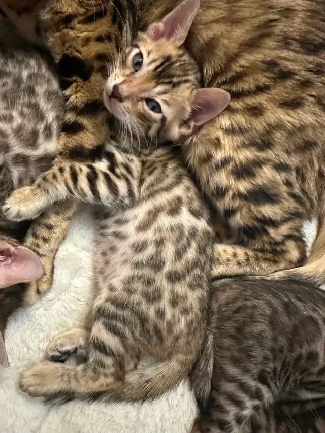 1 bb bengal mâle - Photo 7