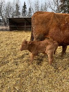Twin Bull Calf for sale