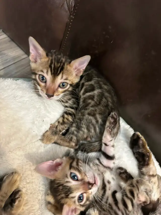 1 bb bengal mâle - Photo 3