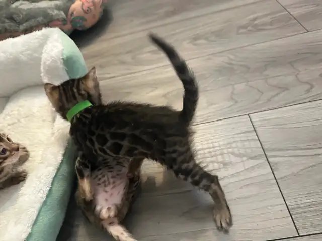 1 bb bengal mâle - Photo 4