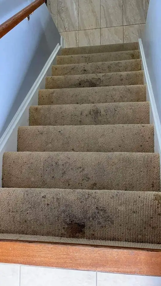 The Perfect Home Carpet_Rug And Sofa_Cleaning - Photo 5