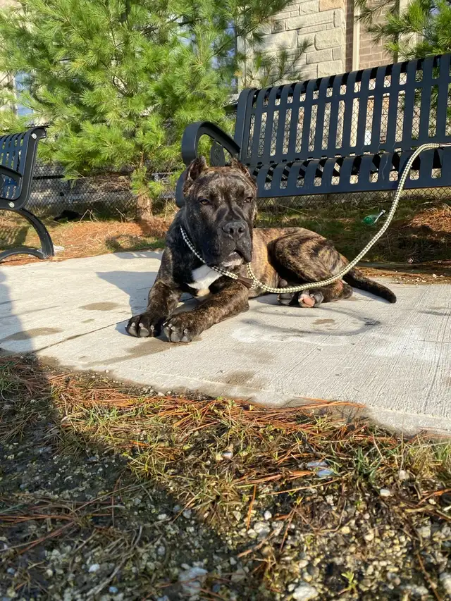 Purebred Presa Canario puppy