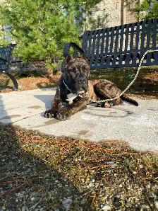 Purebred Presa Canario puppy