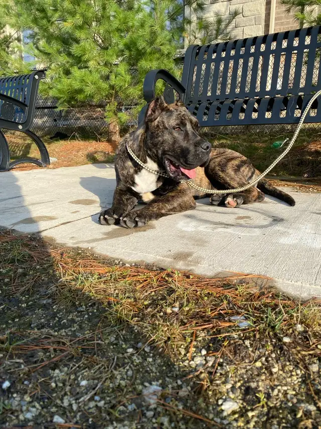 Purebred Presa Canario puppy - Photo 2