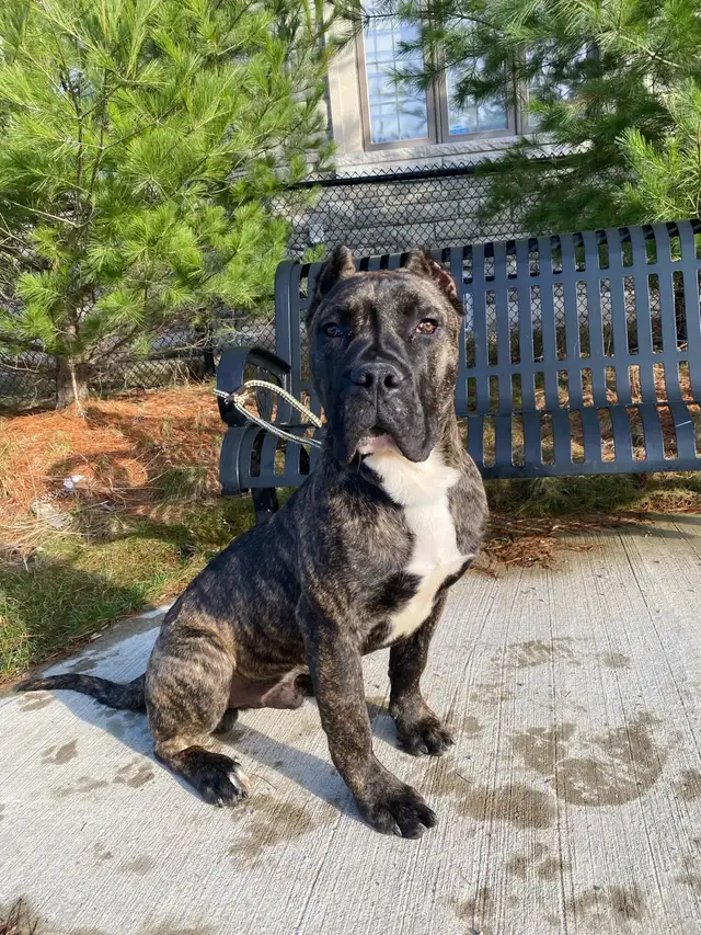 Purebred Presa Canario puppy - Photo 3