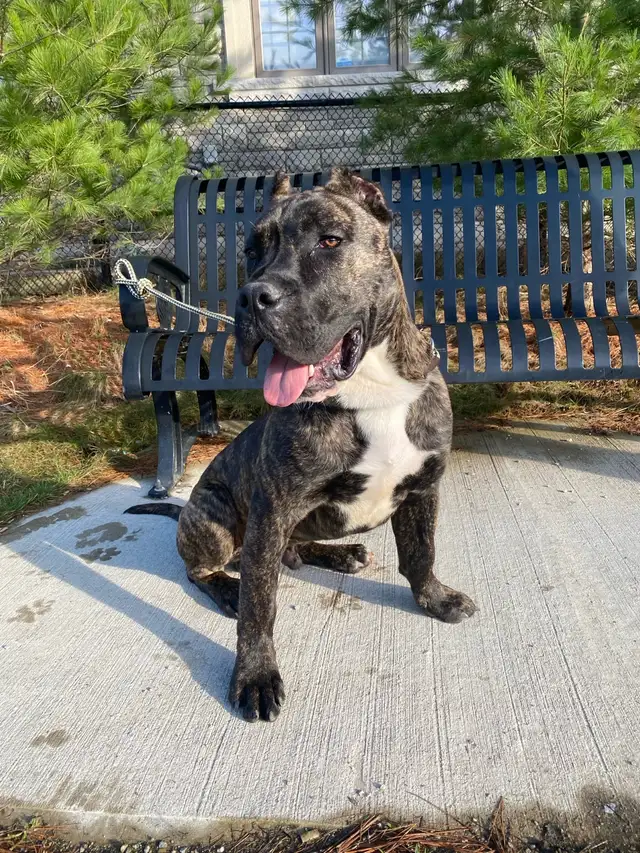 Purebred Presa Canario puppy - Photo 4