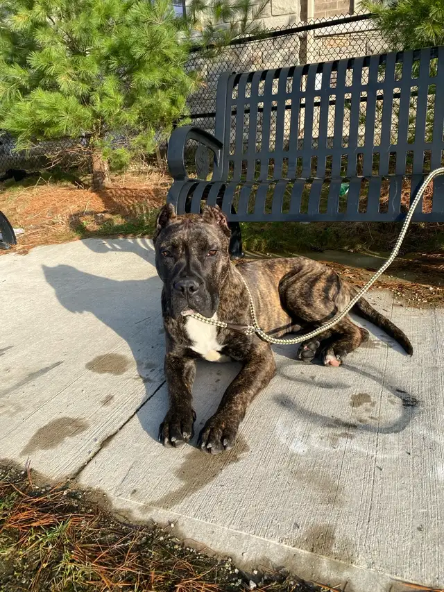 Purebred Presa Canario puppy - Photo 5