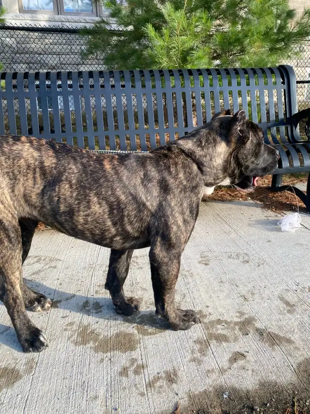 Purebred Presa Canario puppy - Photo 6