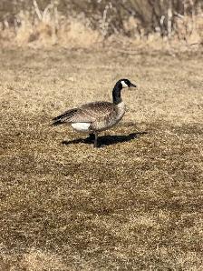 Seeking two bedroom rental August 1st!