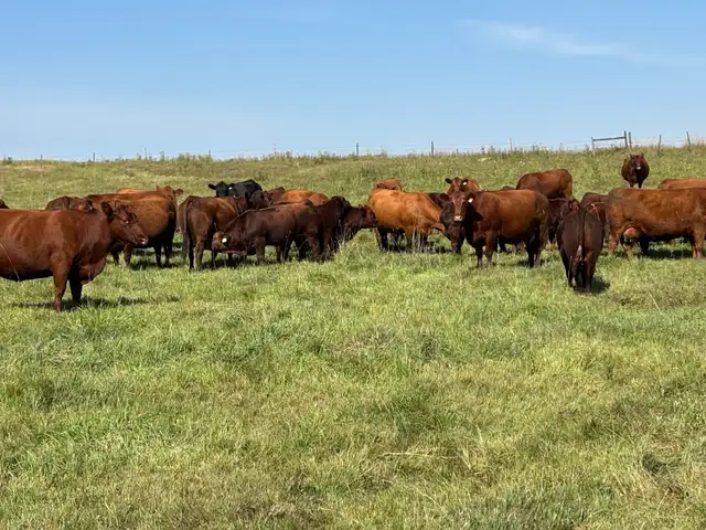 ISO pasture