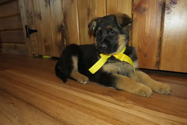 German Shepherd Puppies