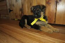 German Shepherd Puppies