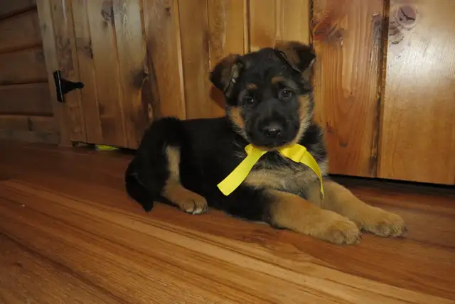German Shepherd Puppies - Photo 2