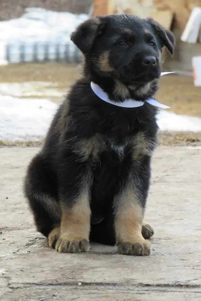 German Shepherd Puppies - Photo 3