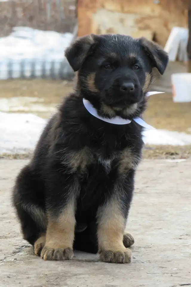 German Shepherd Puppies - Photo 4