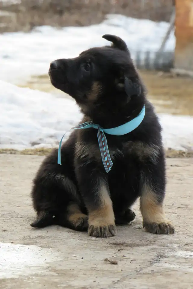 German Shepherd Puppies - Photo 5