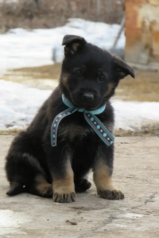 German Shepherd Puppies - Photo 6