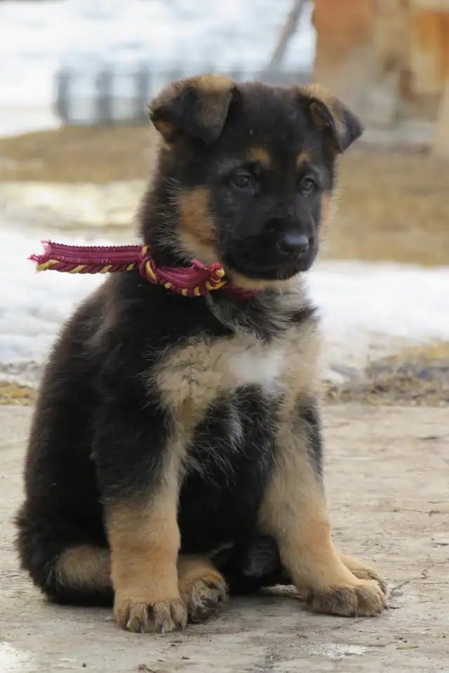German Shepherd Puppies - Photo 7