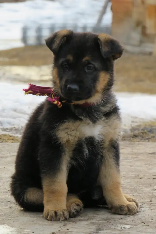 German Shepherd Puppies - Photo 8
