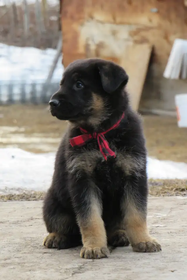 German Shepherd Puppies - Photo 9
