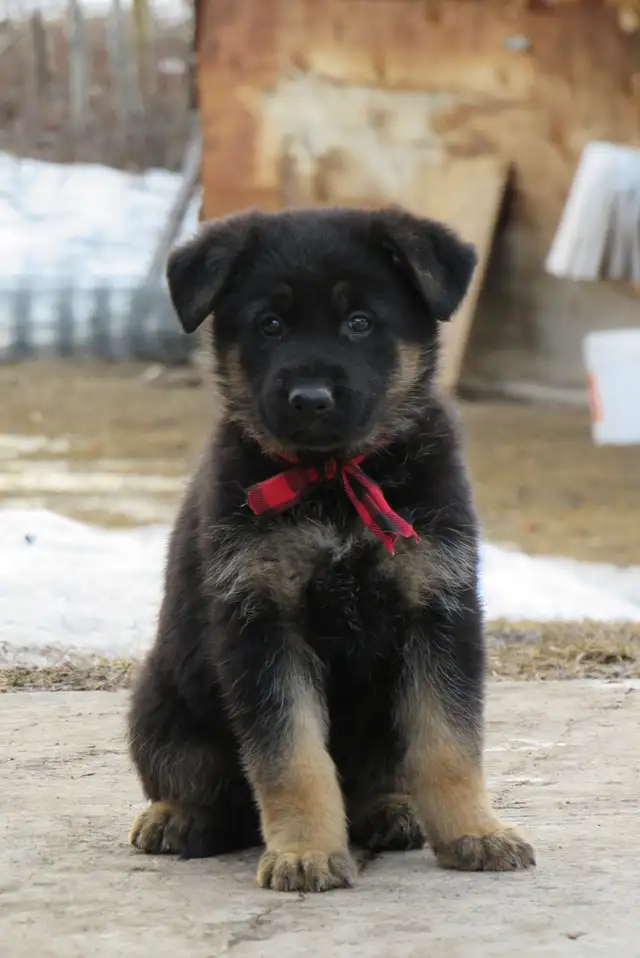 German Shepherd Puppies - Photo 10