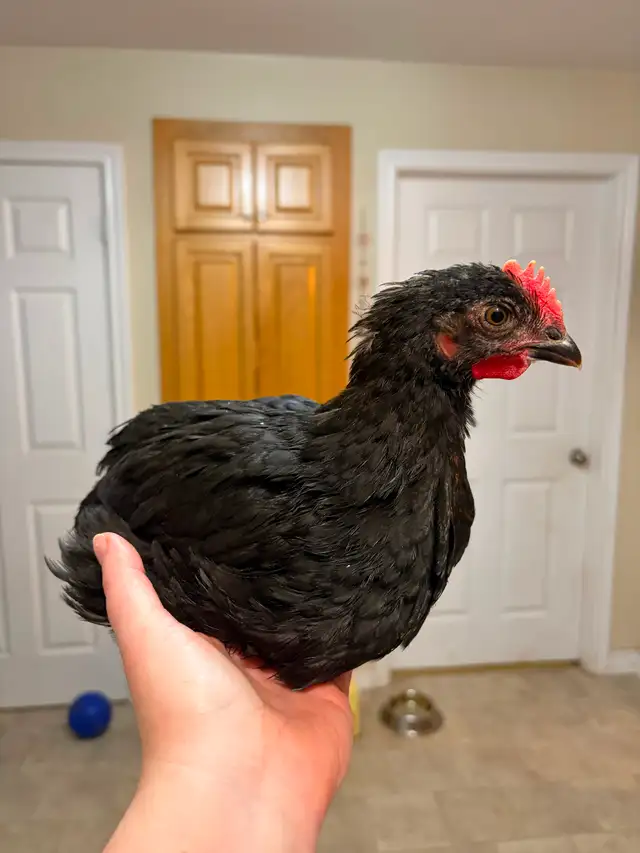 Black Copper Maran Roosters