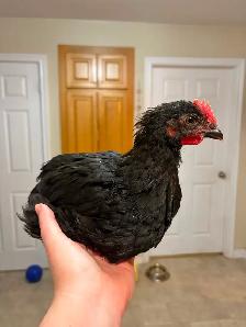 Black Copper Maran Roosters