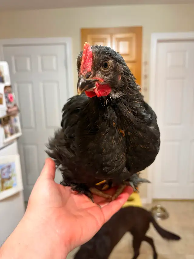 Black Copper Maran Roosters - Photo 2