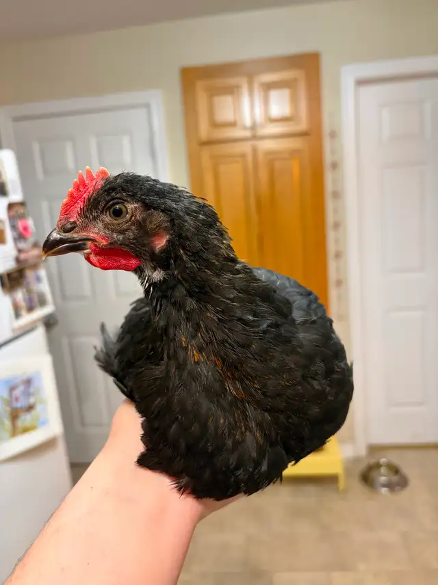 Black Copper Maran Roosters - Photo 3