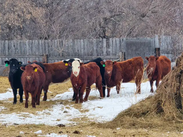 20-22 Replacement Heifers for sale